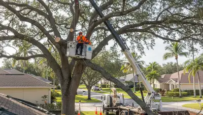 Professional arborists performing safe tree removal with crane and chainsaws in Sarasota, Florida