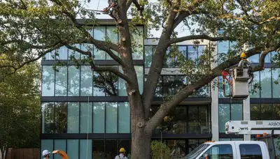 Arborist pruning palm tree in Sarasota, FL for Chop Chop Tree professional tree service