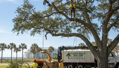 Professional tree removal service in Sarasota FL safely clearing residential property trees