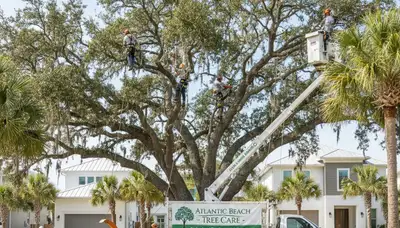 Professional tree removal service in Sarasota FL by certified arborists