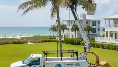 Professional tree removal service in Sarasota FL safely cutting large oak tree branches
