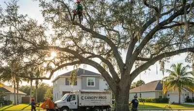 Professional tree removal service in Sarasota, FL by expert arborists at treeserviceinsarasotafl.com
