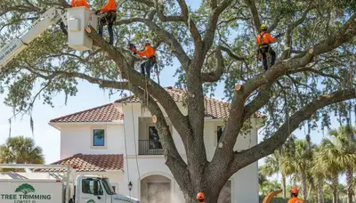 Professional tree removal service in Sarasota FL by certified arborists