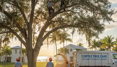Professional tree removal service in Sarasota FL by certified local arborists