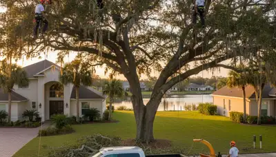 Professional tree removal service in Sarasota FL by licensed arborists and tree care experts