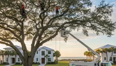 Professional tree removal service in Sarasota FL safely clearing large oak trees