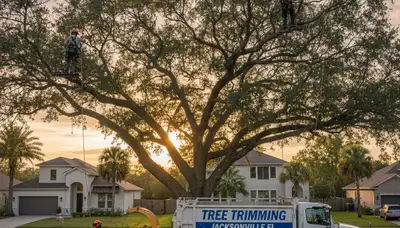 Professional tree removal service in Sarasota FL safely clearing residential property trees