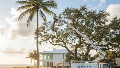 Professional tree removal service in Sarasota FL by certified arborists