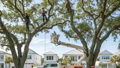 Professional tree removal service in Sarasota, FL by local licensed arborists
