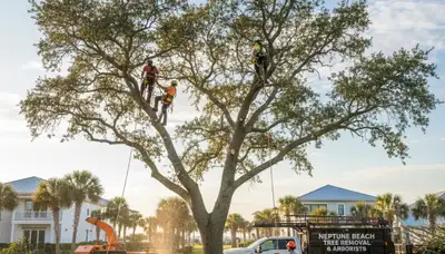 Professional tree removal service in Sarasota, FL safely clearing large oak trees