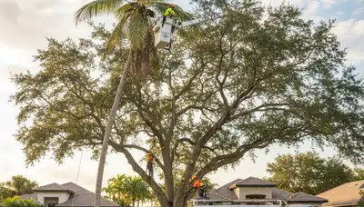 Professional tree removal service in Sarasota FL safely clearing large oak trees
