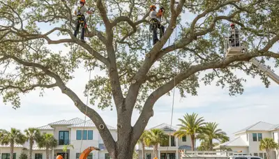 Professional tree removal service in Sarasota FL safely clearing large oak trees