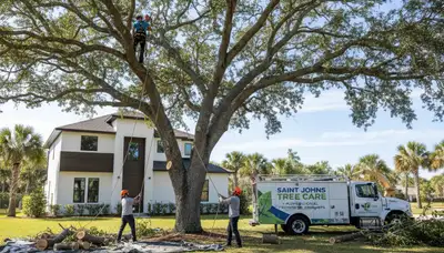 Professional tree removal service in Sarasota FL by experienced arborists at Tree Service in Sarasota FL
