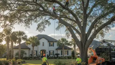 Professional tree removal service in Sarasota FL safely clearing large oak trees